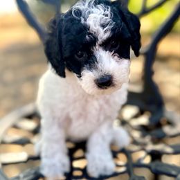 Lily - Parti female Poodle puppy in Acampo, California from Kennison Lane Poodles