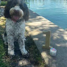 Springerdoodle All Grown Up from Evalina Miller's Spaniels