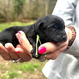 Doc Holliday (Mini Size) - Black male Bordoodle puppy in Mulino, Oregon from Korbella Farm