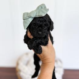 Tinker Bell - mint collar girl - Black female Cavapoo puppy in Melbourne, Florida from Space Coast Doodle Co.