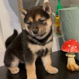 Dale - Black and tan male Shiba Inu puppy in Las Vegas, Nevada from GBs Shiba Inu's