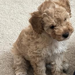 Poodle Puppies from ItalianToyPoodles