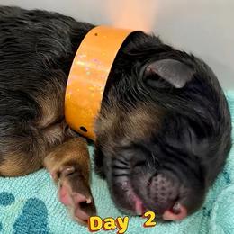 Girl 2 (ORANGE) - Black and red female German Shepherd puppy in Davie, Florida from Vom Broward Haus