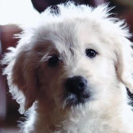 Goldendoodle Puppies from Lakeshore Doodles