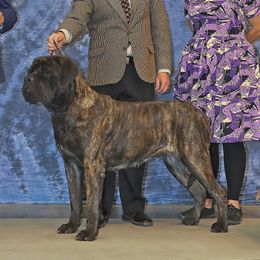 Demelza - Mastiff