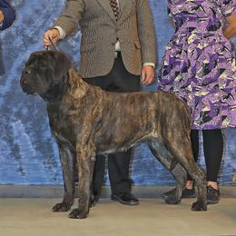 Demelza - Mastiff