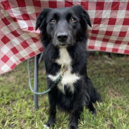 Rogue - Australian Shepherd