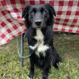 Rogue - Australian Shepherd