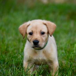Green collar - Yellow male Labrador Retriever puppy in Gober, Texas from Trigger Time Kennels