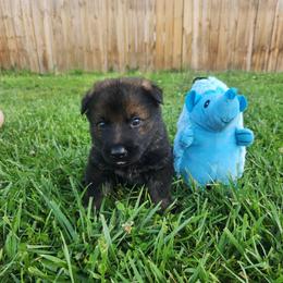 Blue collar - Sable male German Shepherd puppy in Ramsey, Illinois from Haus-Farr German Shepherds