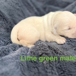 Pistachio - Light golden male Golden Retriever puppy in Salt Lake City, Utah from Soaring golden retrievers