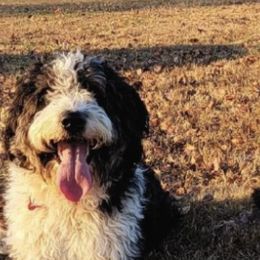 Aussiedoodles from Fancy Cash Doodles