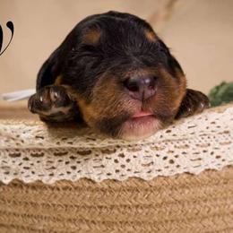 Sully - Tri-color male Bernedoodle puppy in Palmetto Bay, Florida from SOMIDOODLES