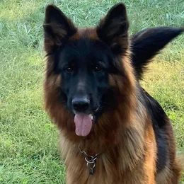 Fina - German Shepherd