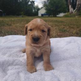 Jessie- Orange collar  (1st pick female) - Golden female Golden Retriever puppy in Tenino, Washington from Oak River Goldens'