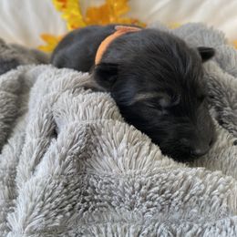 German Shepherd Puppies from Faithful Heart German Shepherds