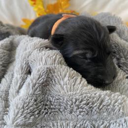German Shepherd Puppies from Faithful Heart German Shepherds