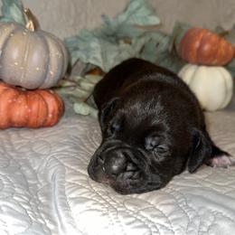 Black Collar Male - Black male Cane Corso puppy in Princeton, Indiana from C&M Cane Corso