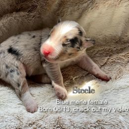 Girl 1 - female Australian Shepherd puppy in Bethany, Connecticut from Wynter Thyme Manor Australian shepherds