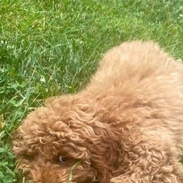 Maggie - Poodle