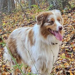 Biscuit - Australian Shepherd
