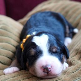 Violette - Tri-color female Bernedoodle puppy in Folsom, Louisiana from DoodlesFarmCo