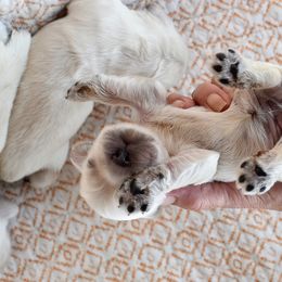 Cocker Spaniel Puppies from Silver Moon Cockers