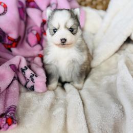 Mini - Silver and white female Pomsky puppy in Yavapai County, Arizona from Pawsh Pomskies