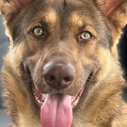 Banner - German Shepherd