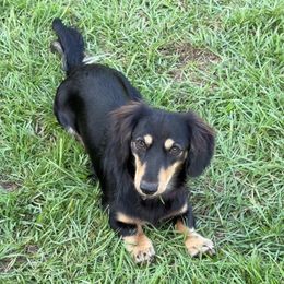Tux - Dachshund