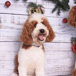 Azalea - Poodle