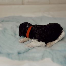 Poodle Puppies from Simplicity Poodles