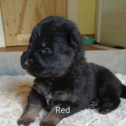Red - Black and tan male German Shepherd puppy in Dawsonville, Georgia from Vom Aussenseiter
