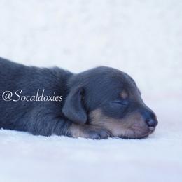 Rex - Blue and tan male Dachshund puppy in Apple Valley, California from Socaldoxies