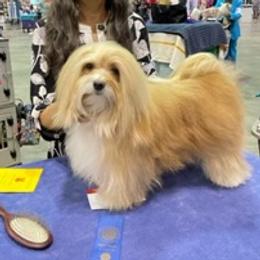 Ame - Havanese