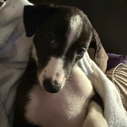 Corbin - Black and white male Greyhound puppy in Florida from Running to Stand Still (RTSS)