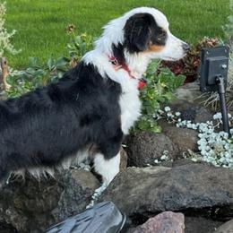 Miniature Australian Shepherds and Toy Australian Shepherds from Ramblin’ Rogue Toy and Mini Aussies