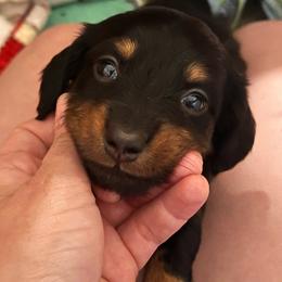 Everest - Black and tan female Dachshund puppy in Lumberton, Mississippi from Doris’ Darlin Doxies & Doodles