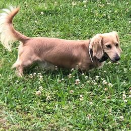 Dachshunds and Goldendoodles from Windy Ridge Doxies and Doodles