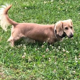 Dachshunds and Goldendoodles from Windy Ridge Doxies and Doodles