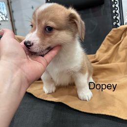 Pembroke Welsh Corgi Puppies from OVR Corgis