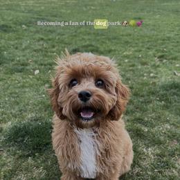 Cavalier King Charles Spaniel and Cavapoo All Grown Up from Alex Camp