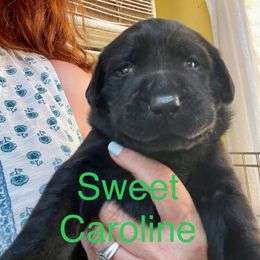 Sweet Caroline - Black female Labrador Retriever puppy in Mineral, Virginia from Canine Assist