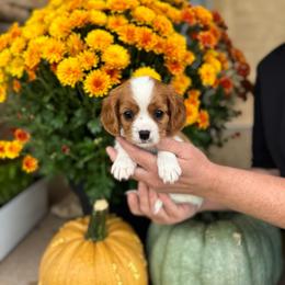 Lariat - Blenheim female Cavalier King Charles Spaniel puppy in Vaughn, Montana from Alpine Cavaliers
