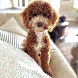 Goldendoodle puppies from The Doodle grove