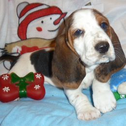 Basset Hounds from All Ears Bassets