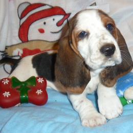 Basset Hounds from All Ears Bassets