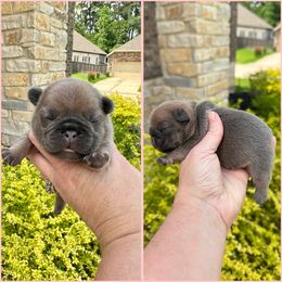 Dots - Blue fawn French Bulldog puppy in Willis, Texas from Grandiose Frenchies