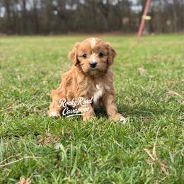 Pearl - Red female Cavapoo puppy in Nashville, Arkansas from Rocky Road Puppies