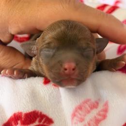 Astro - Chocolate male Chihuahua puppy in Hasting, Florida from Fiesta Pups